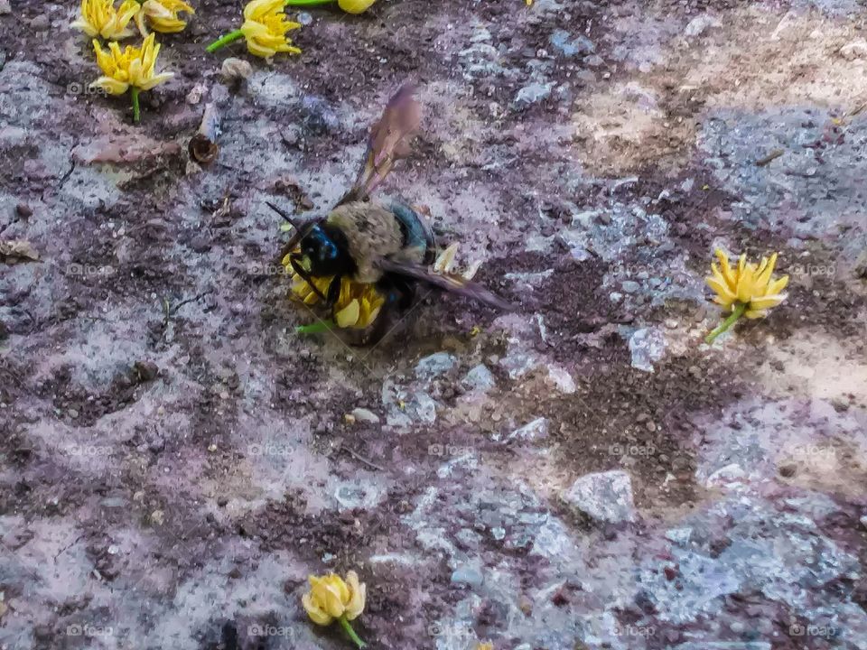 Hungry Bee