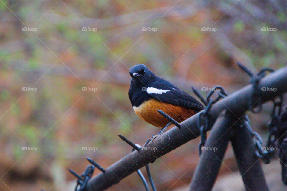 Bird on braai Suikerbosfontein