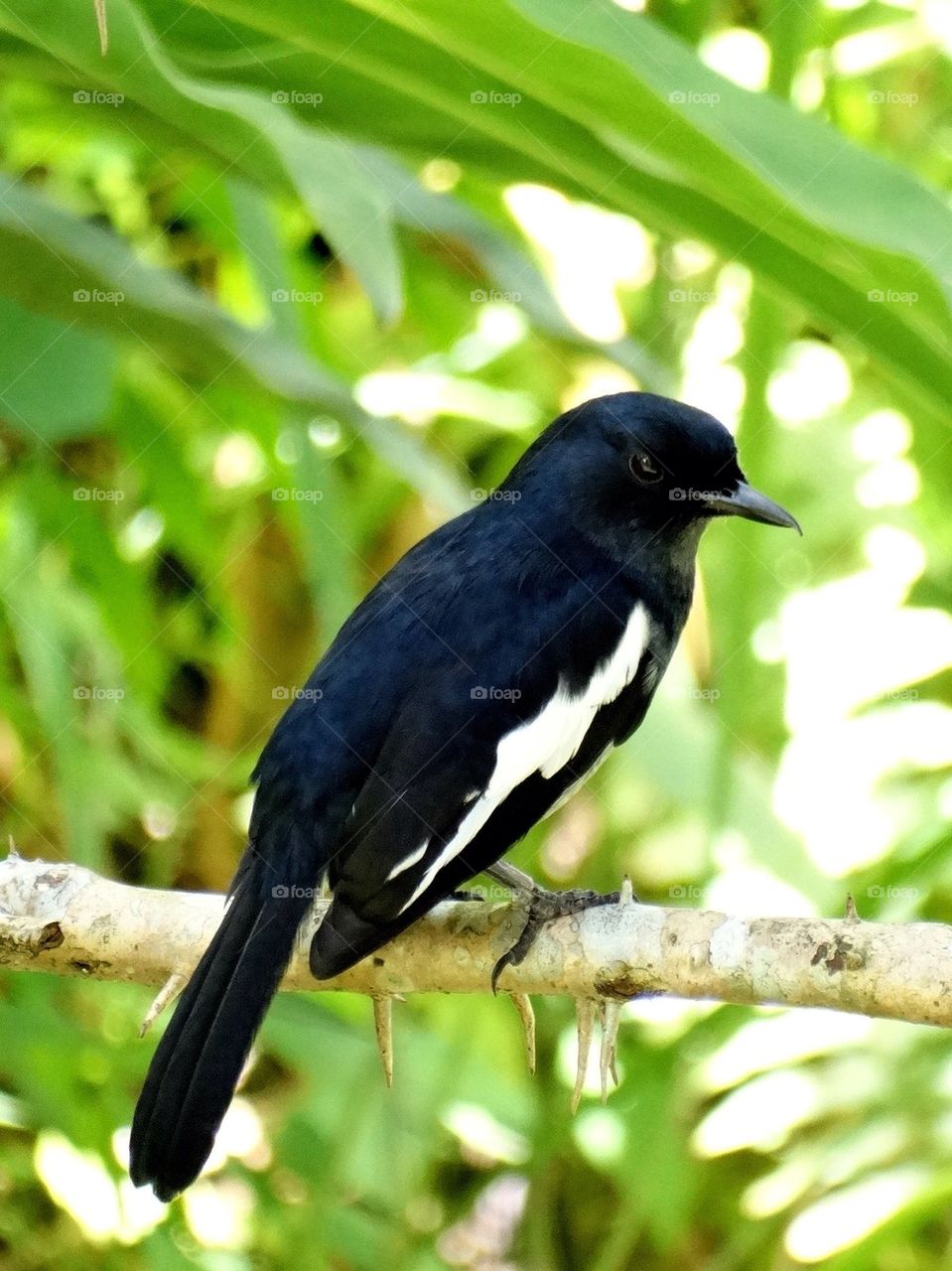 A magpie