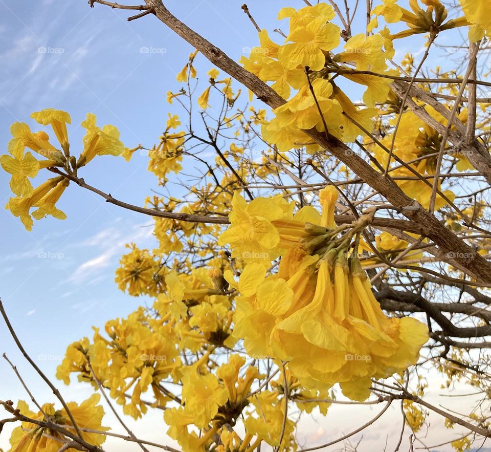 🌹 🇺🇸 Very beautiful flowers to brighten our day.  Live nature and its beauty. Did you like the delicate petals? / 🇧🇷 Flores muito bonitas para alegrar nosso dia. Viva a natureza e sua beleza. Gostaram das pétalas delicadas? 