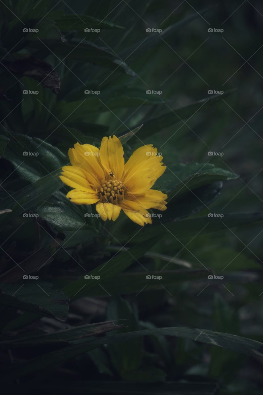 yellow flower