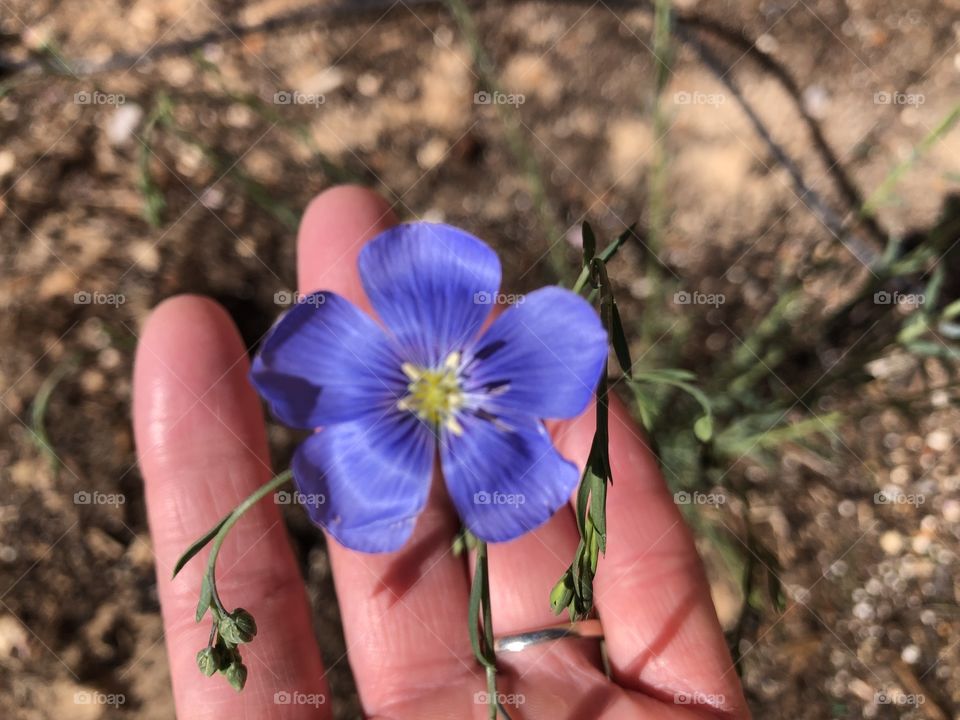 Blue Flax in the garden