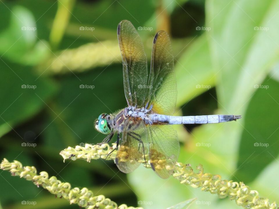 Dragonfly 