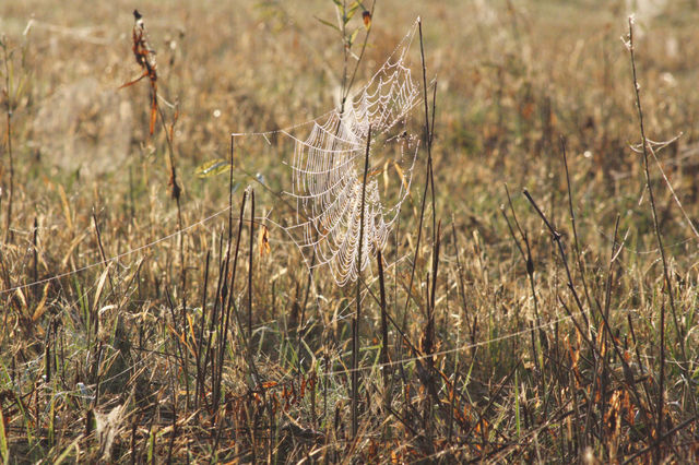 Dewdrops