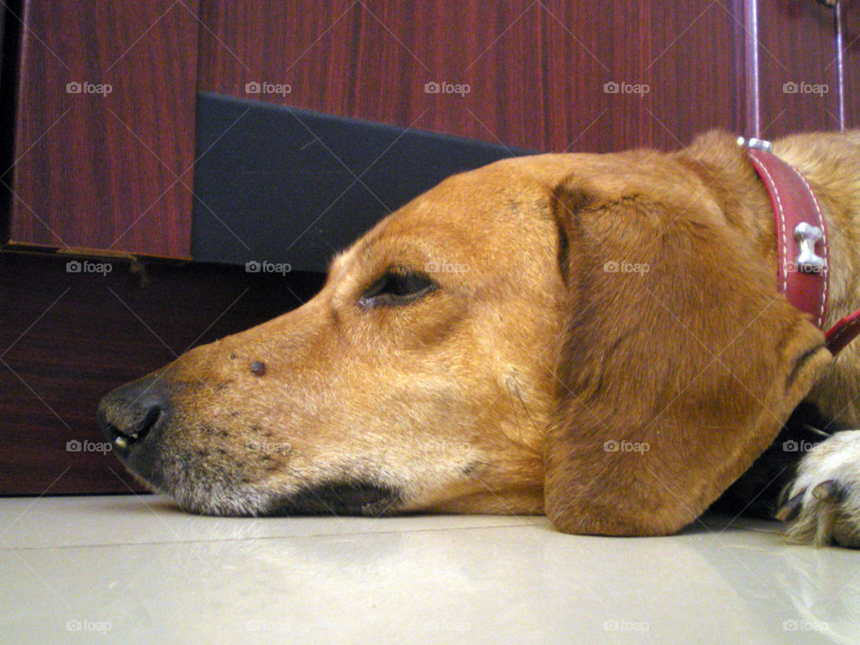 The years are made beautiful by the presence of four legged sweethearts in our lives.