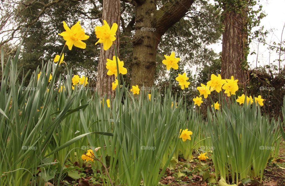 Daffodils