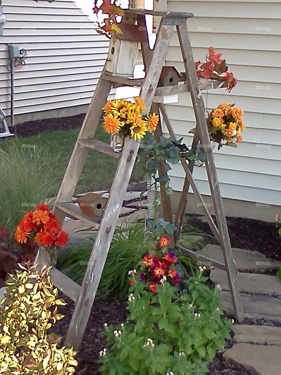 Vintage ladder with birdhouses