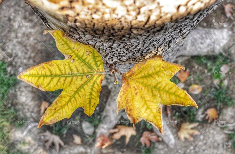 Two leaves growing up from the middle of a bough/trunk of a tree.