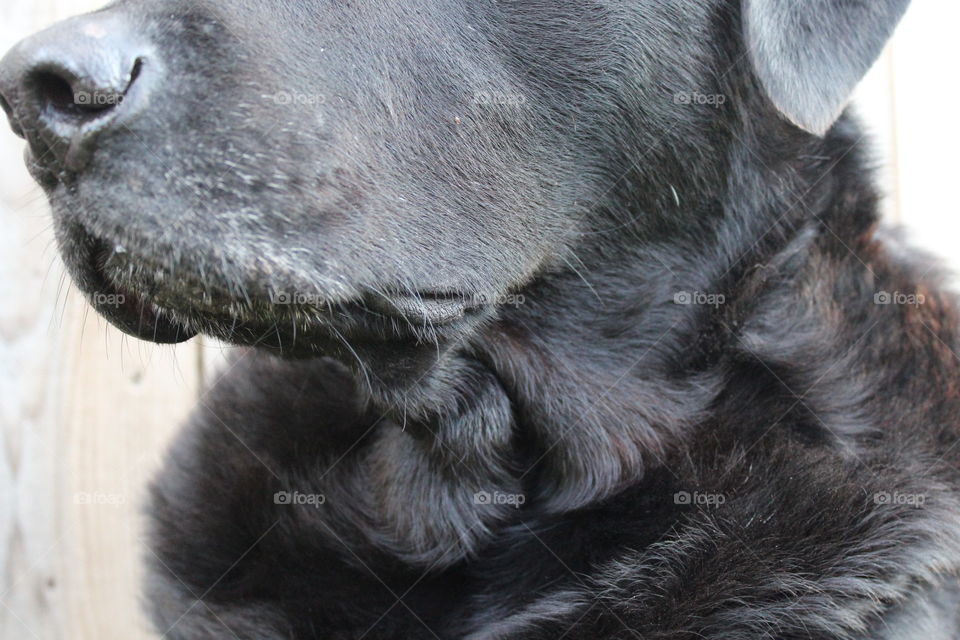 Close up of Briggs the Mighty Labrador!