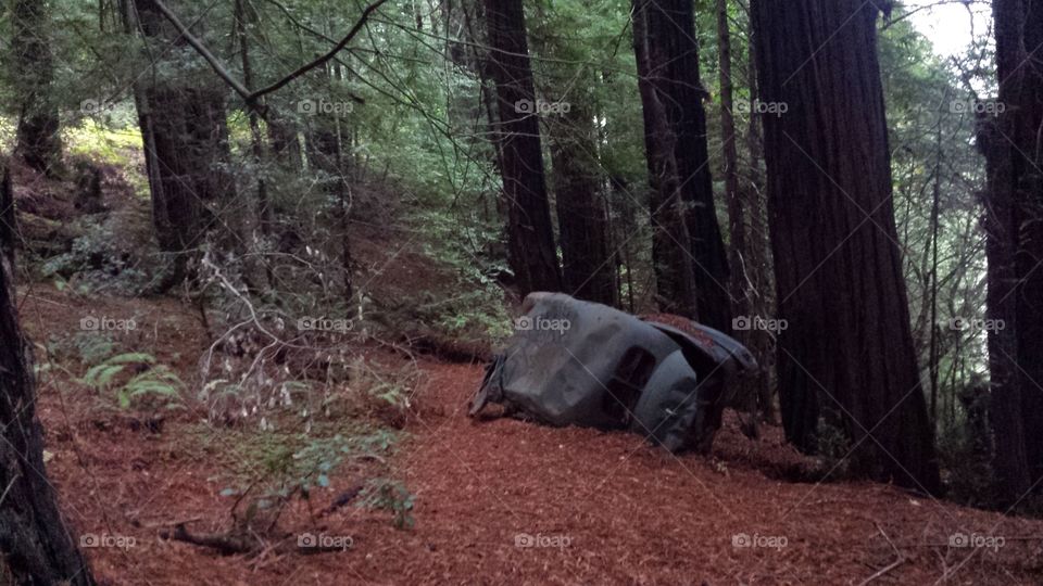 car crash in the redwoods