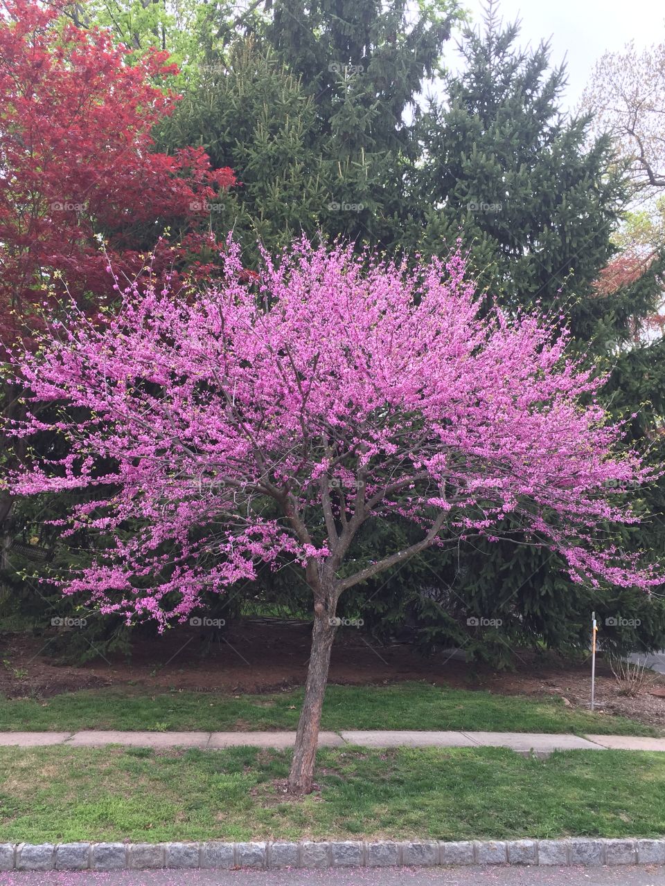 Pink tree