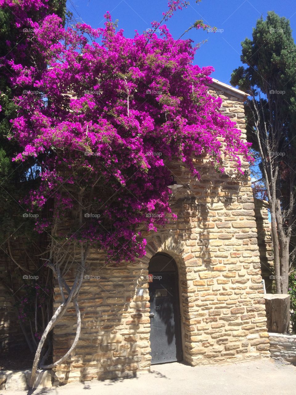 Bougainvilliers 