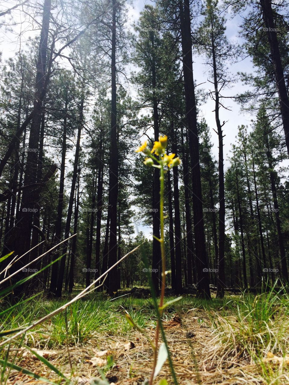 Yellow flower growing in Forest