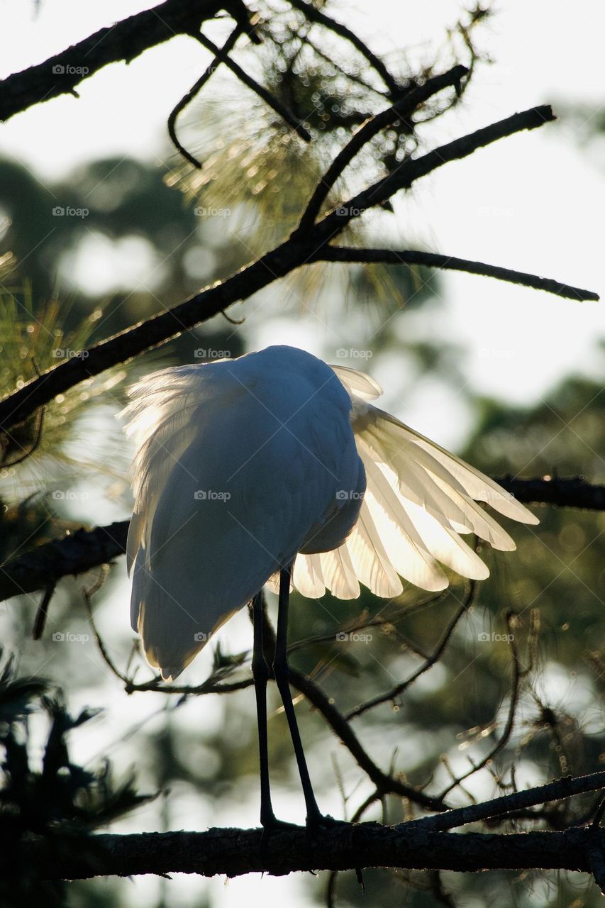 Egret perching and preening on a pine branch is late afternoon, focus on wing feathers