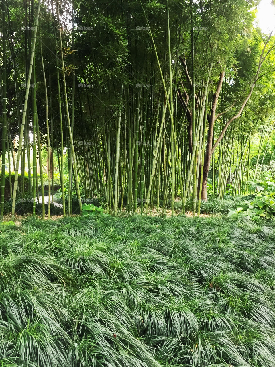Beautiful view of green bamboo and grass