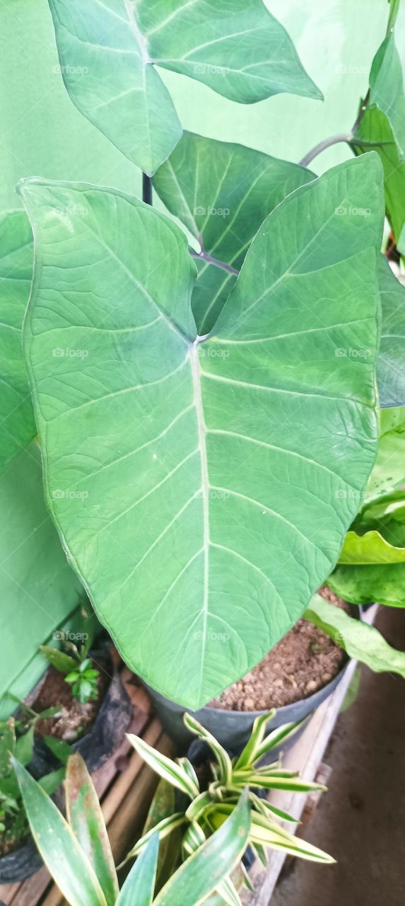types of green taro leaves in my area