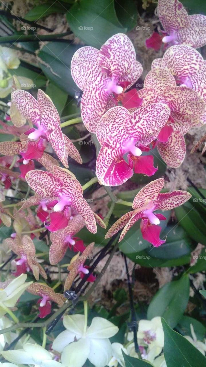 orchids