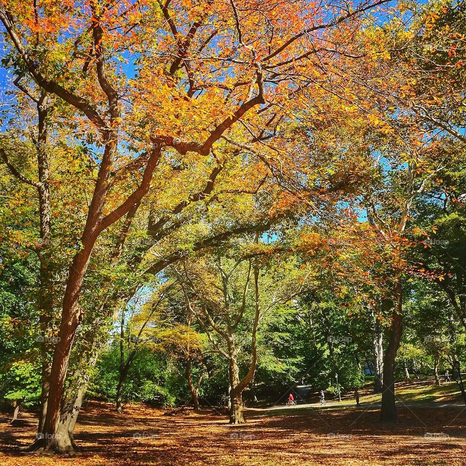 Autumn in Central Park