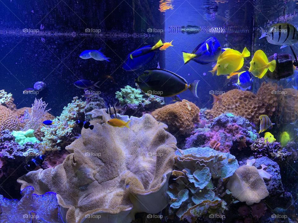Colorful aquarium 