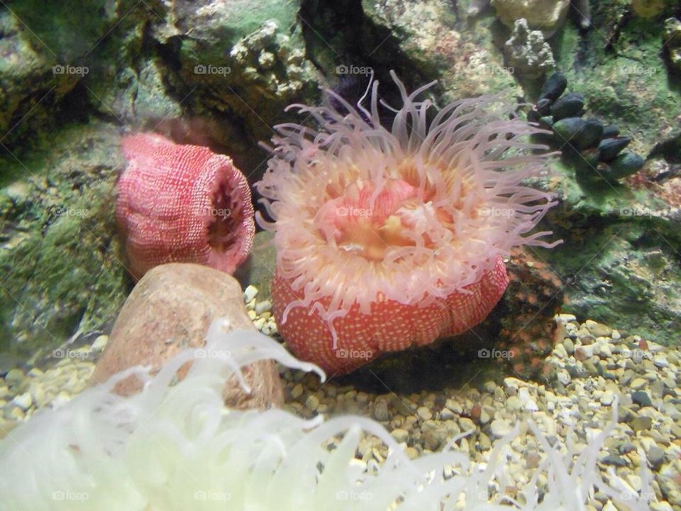 Sea Anemone  