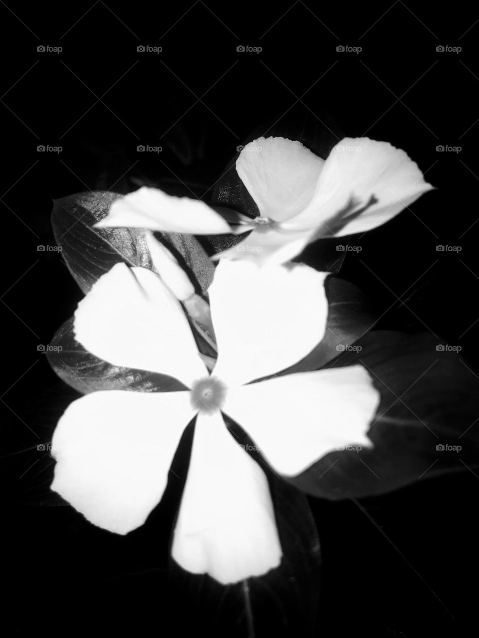 this vacation has made me a night crawler, moving about at night looking for captivating things to capture. this is beautiful though.