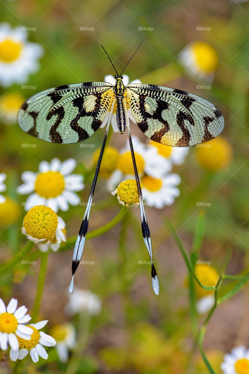 Nemoptera is a Palearctic genus of insects of the spoonwing family, Nemopteridae. All species are diurnal with an exclusively floral diet, preferring to fly in open spaces in full sunshine while visiting flowers.
