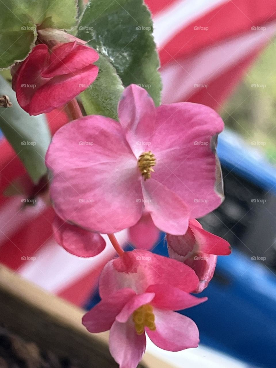 Pretty Flower  learning f stop on iPhone 