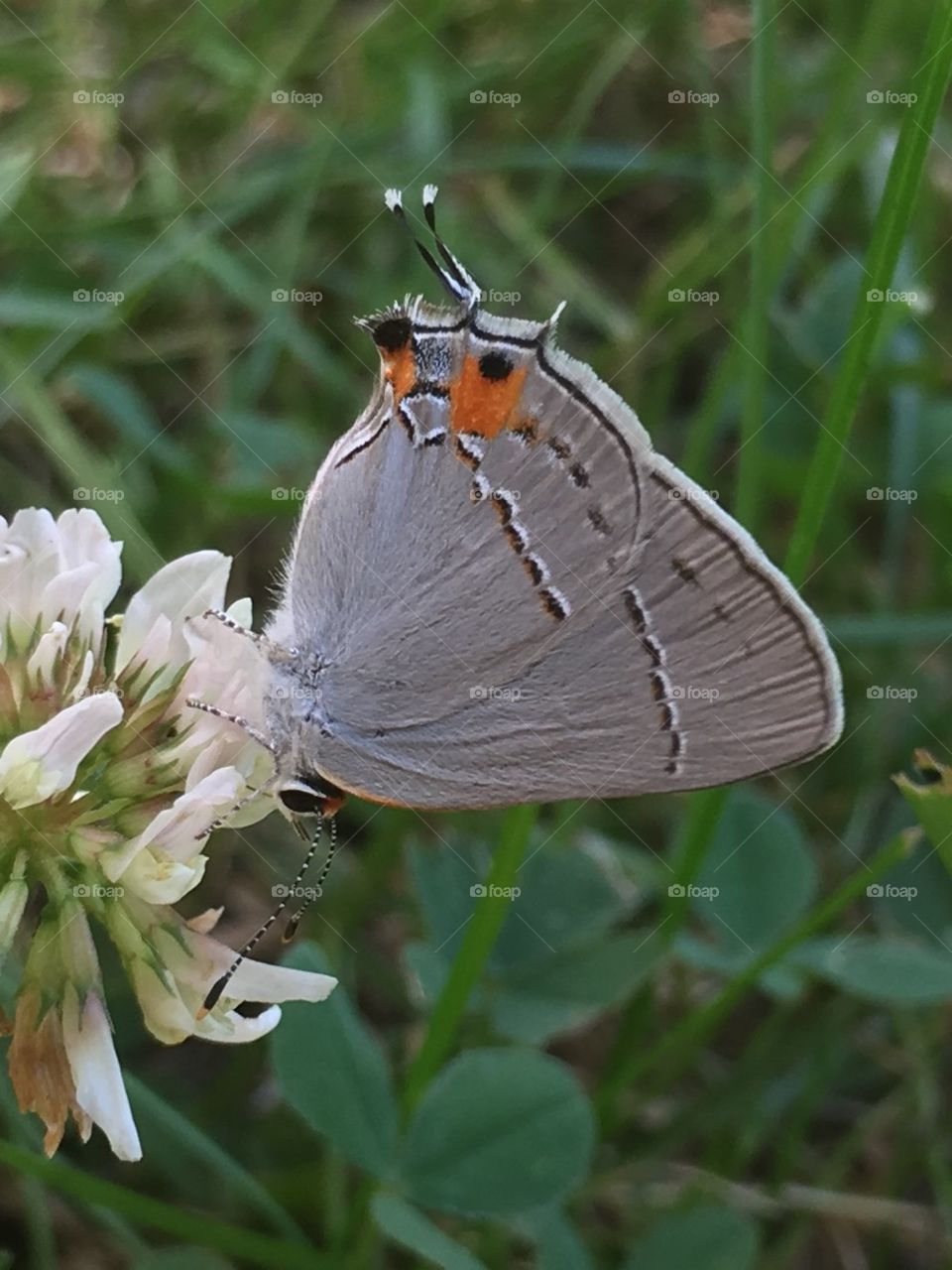 Butterflies