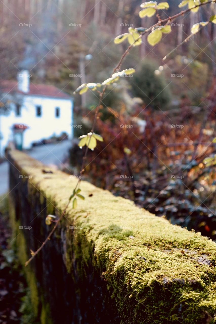 Autumn at Espinhal village 