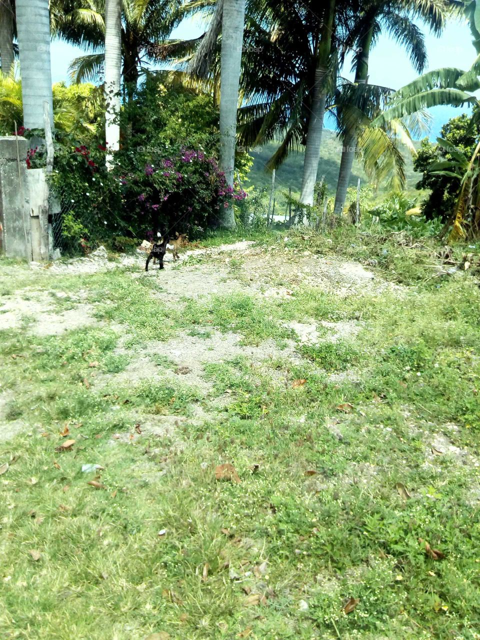 the day I see this two goat kid playing an have in fun it was funny to see I have to take a picture.