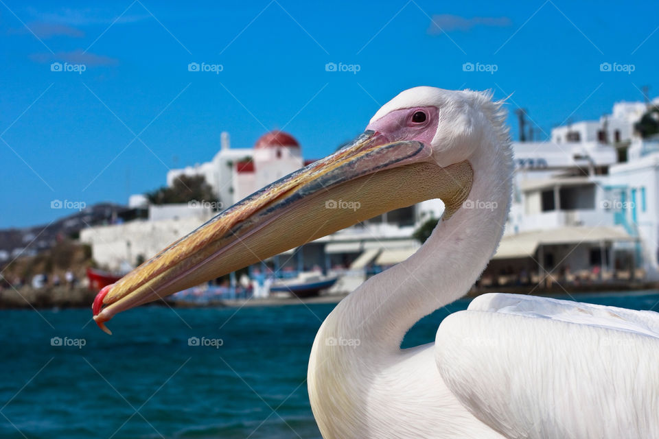 bird animals greece pelican by danielmorman