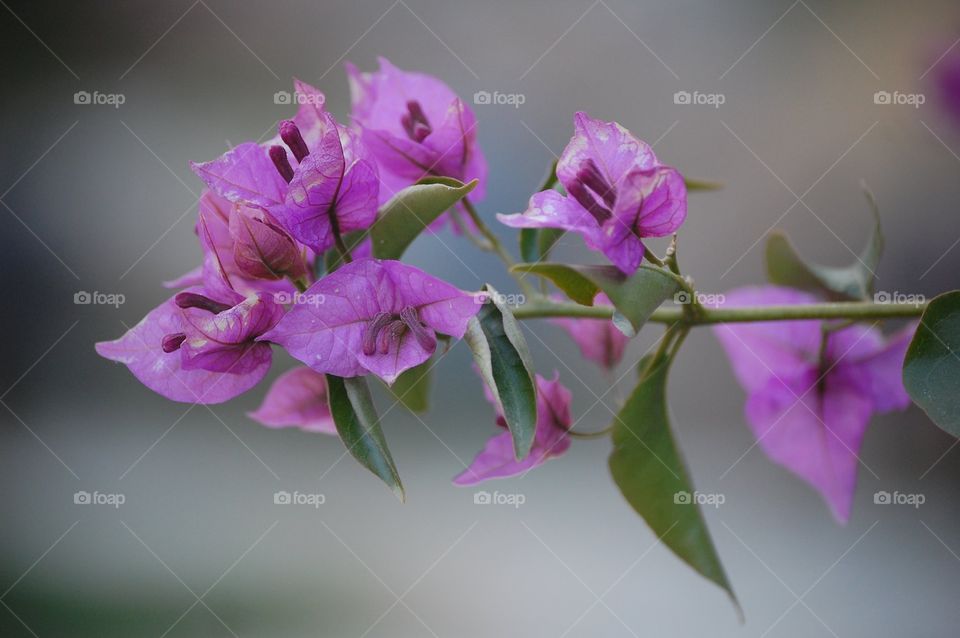 Close-up of a pink flower in nature 