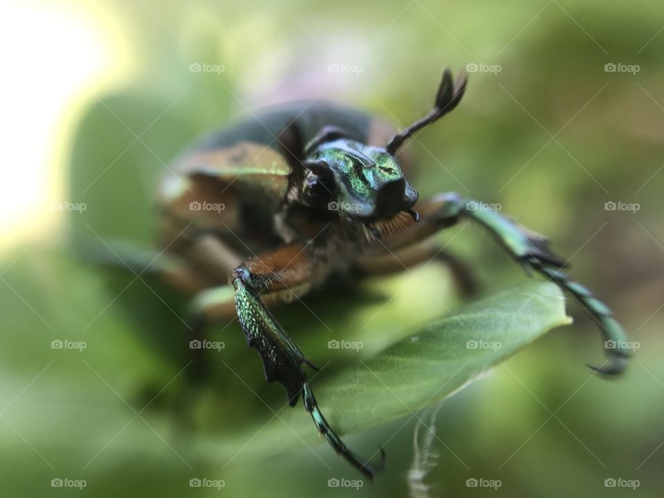 Macro Green Beetle