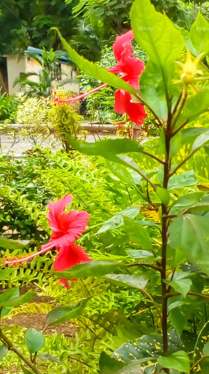 Hibiscus flowers