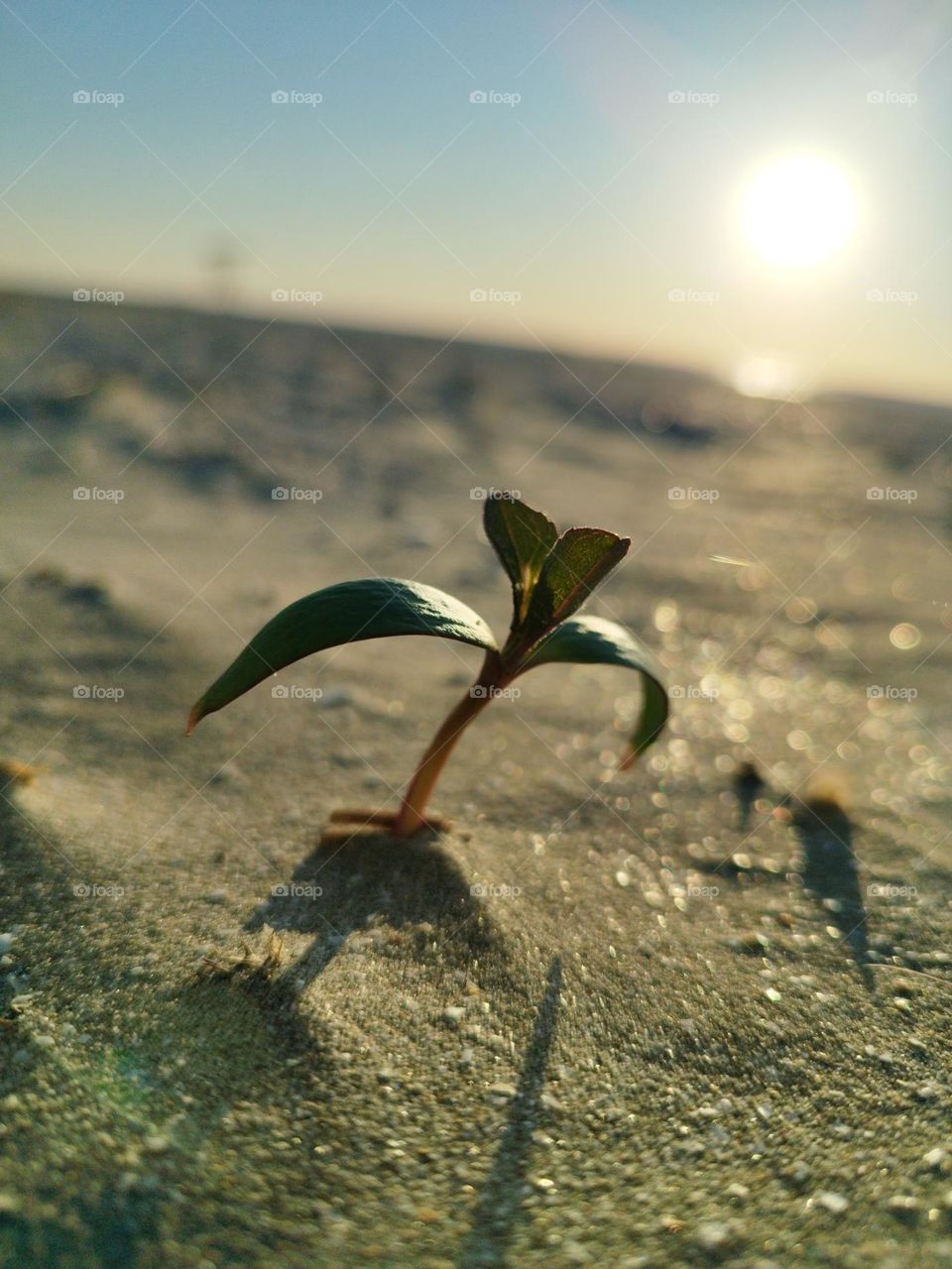 Plant and Sunrise moment