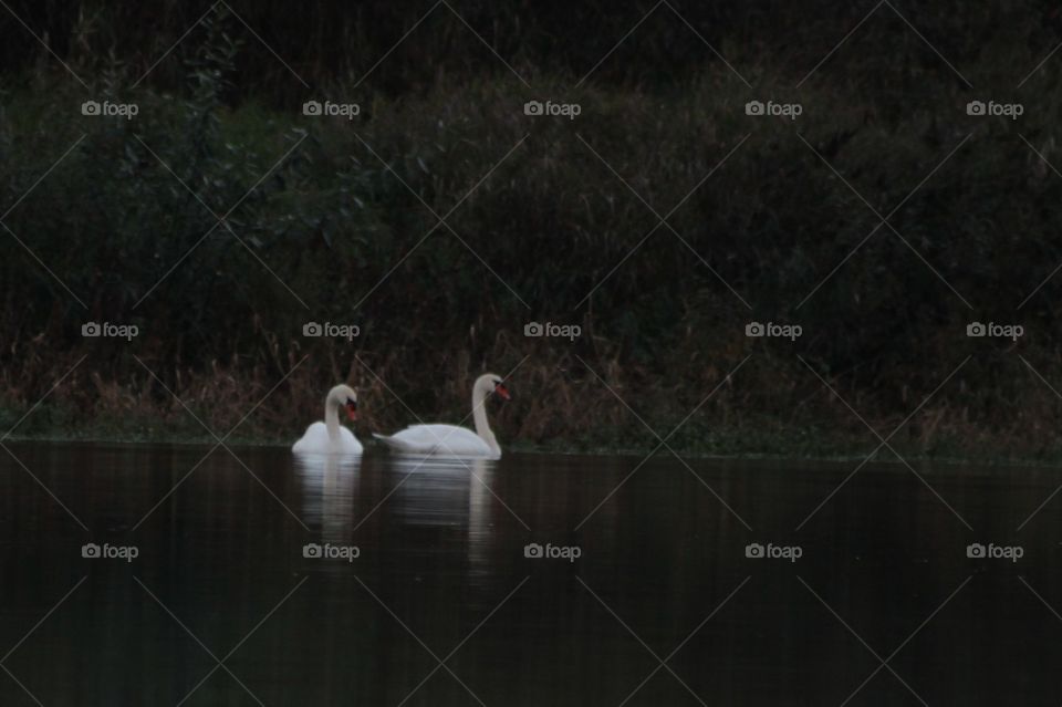 Swans. Swans