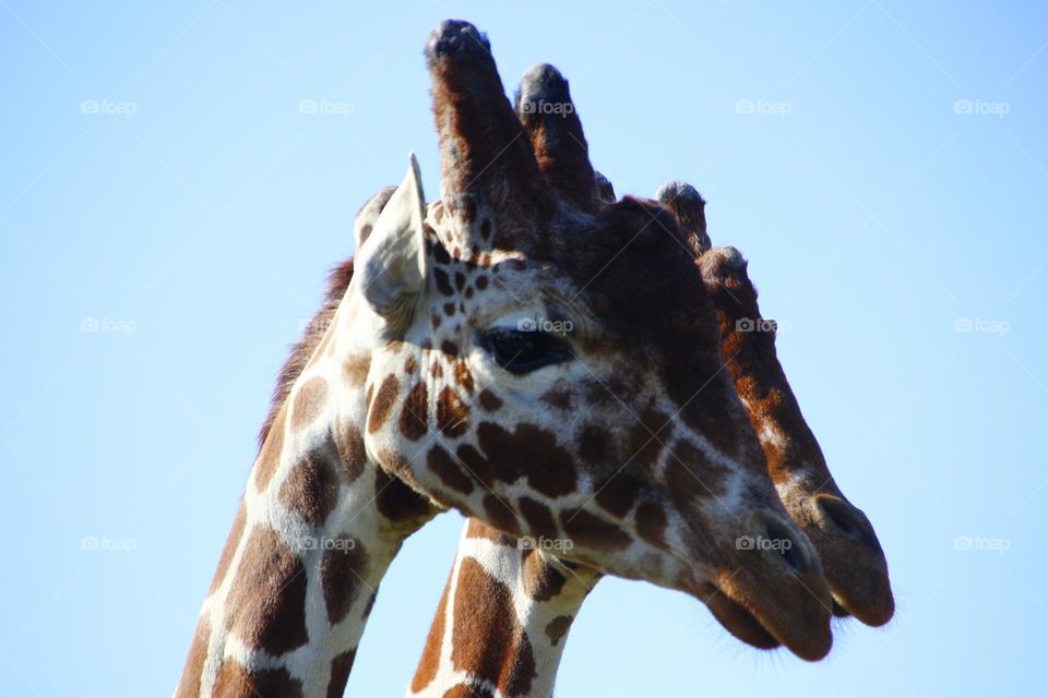 A close up of garaffe 