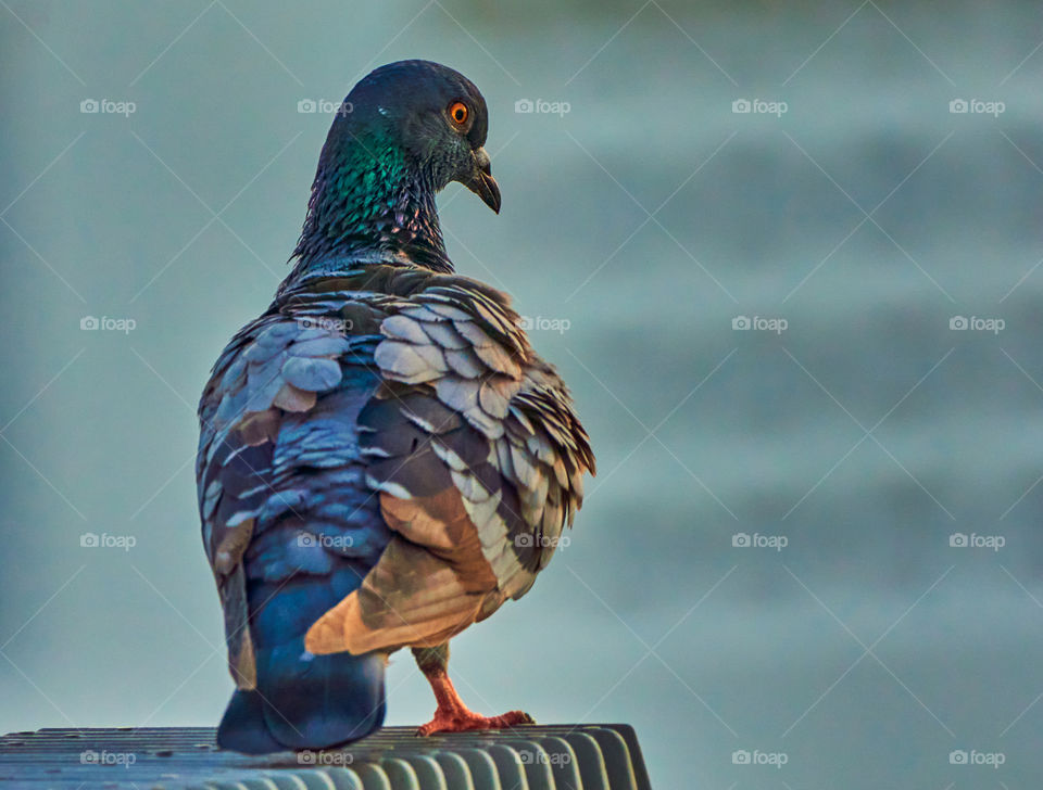 Bird photography  - Dove  - Portrait