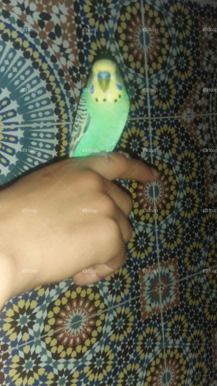 canary bird on my hand.