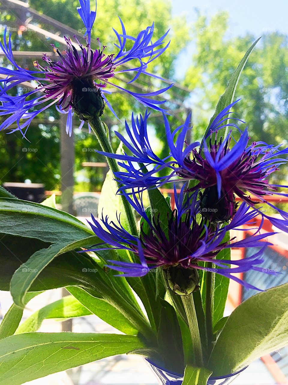 Blue cornflower 