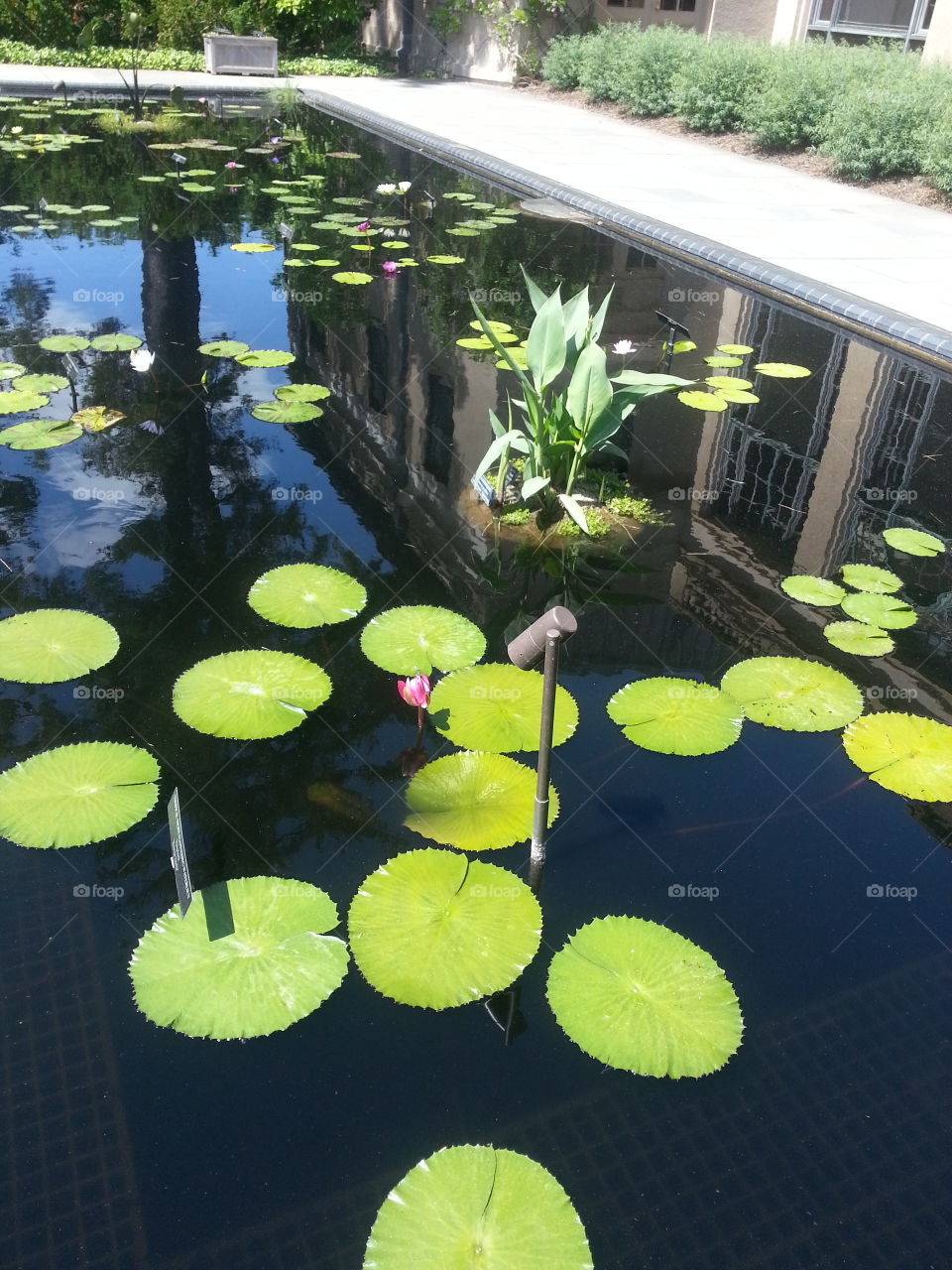 Floating. at Longwood gardens