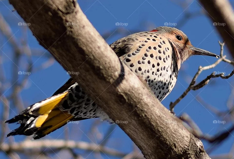 bird