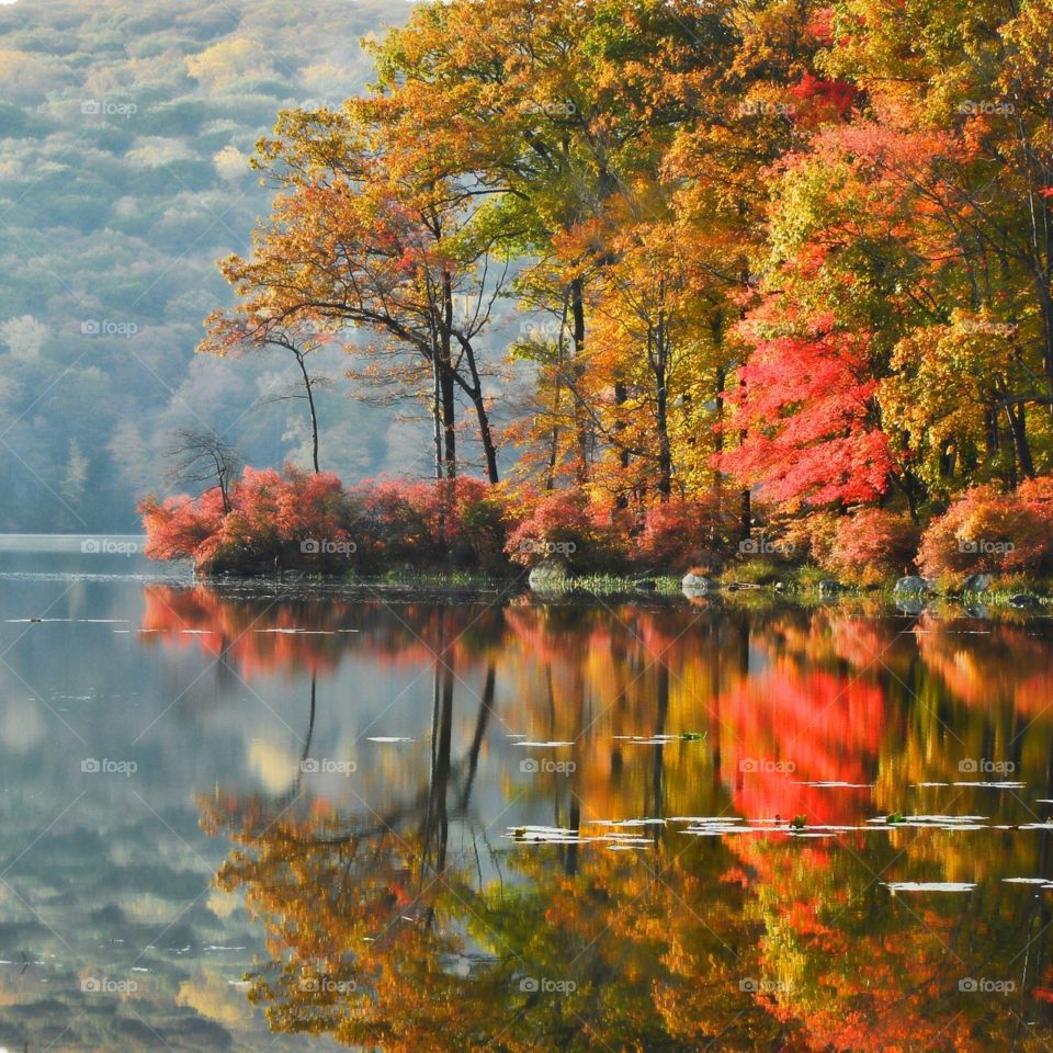 Fall, Tree, Leaf, Nature, Maple