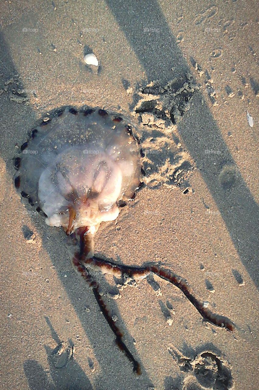 Jellyfish