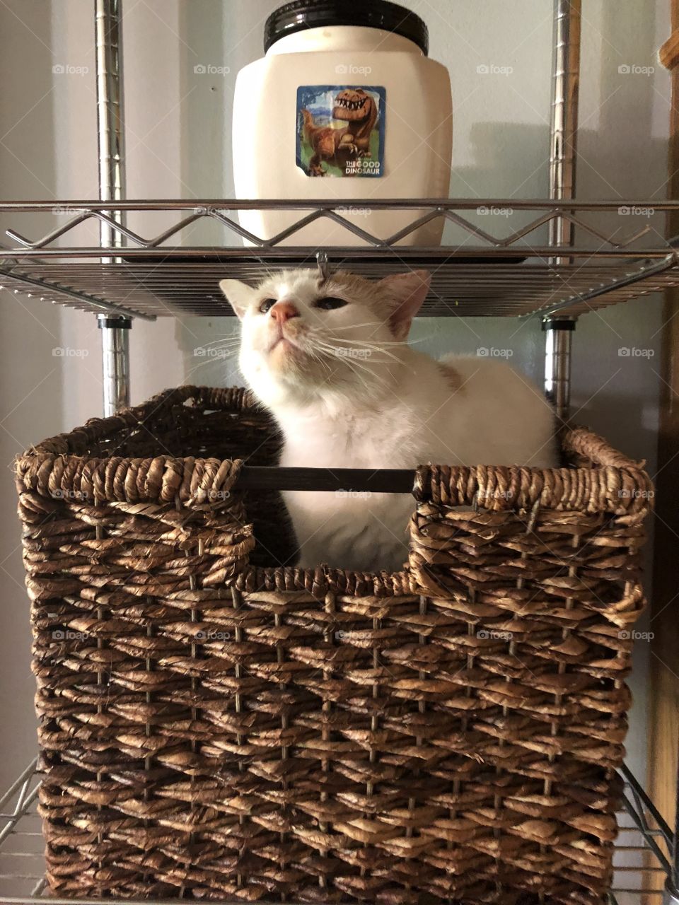 Cat in basket on metal shelf