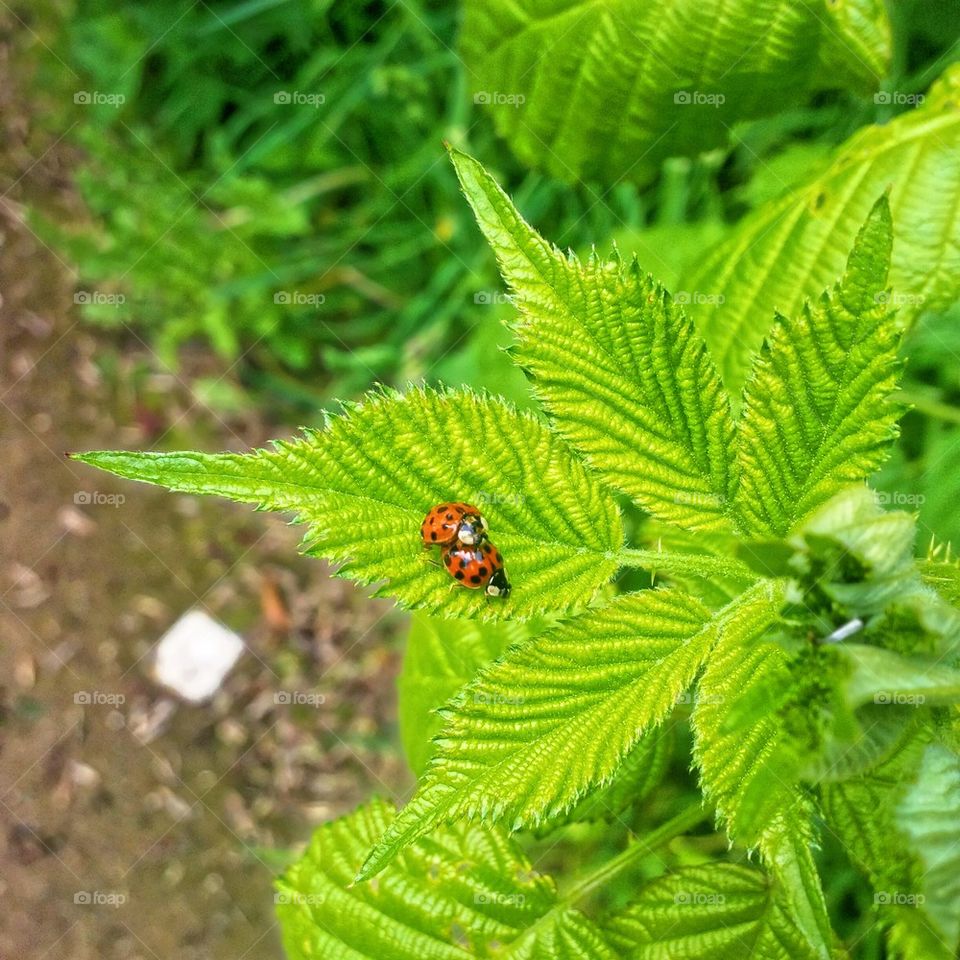 2 ladybugs