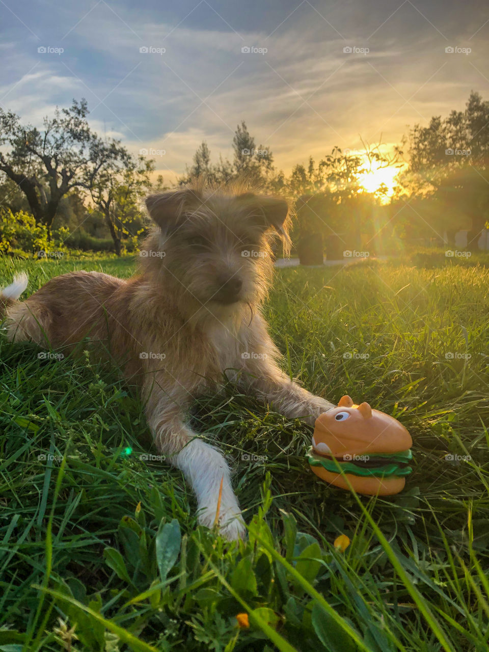 A puppy sits relaxed and ready for BBQ season, with her beef burger squeak toy on the grass as the springtime sun sets behind her