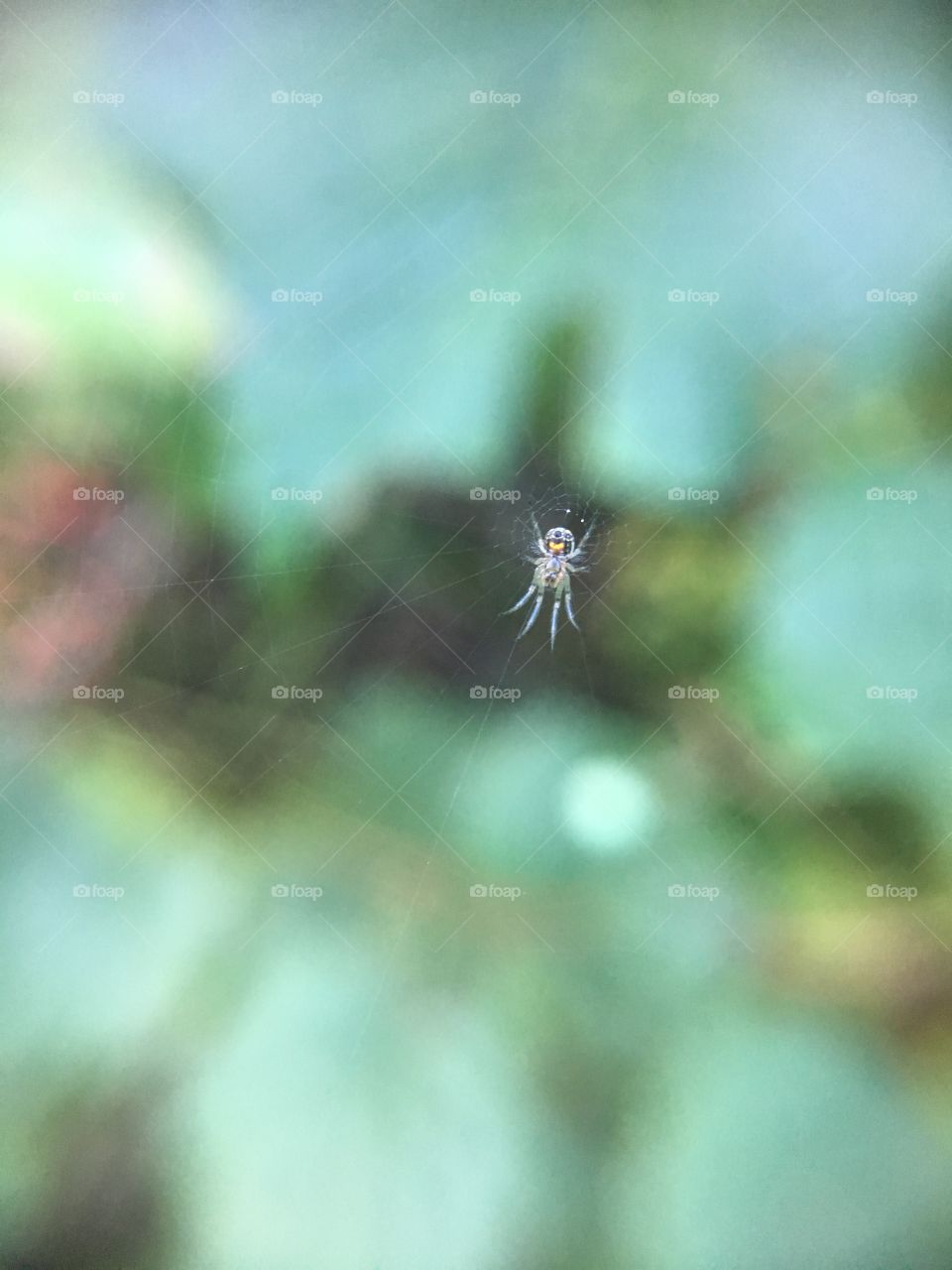 Tiny spider