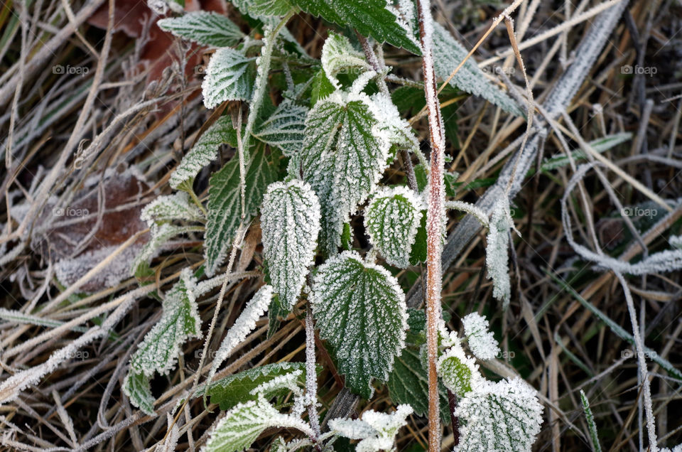 Close-up of green colored leaves with white frost.