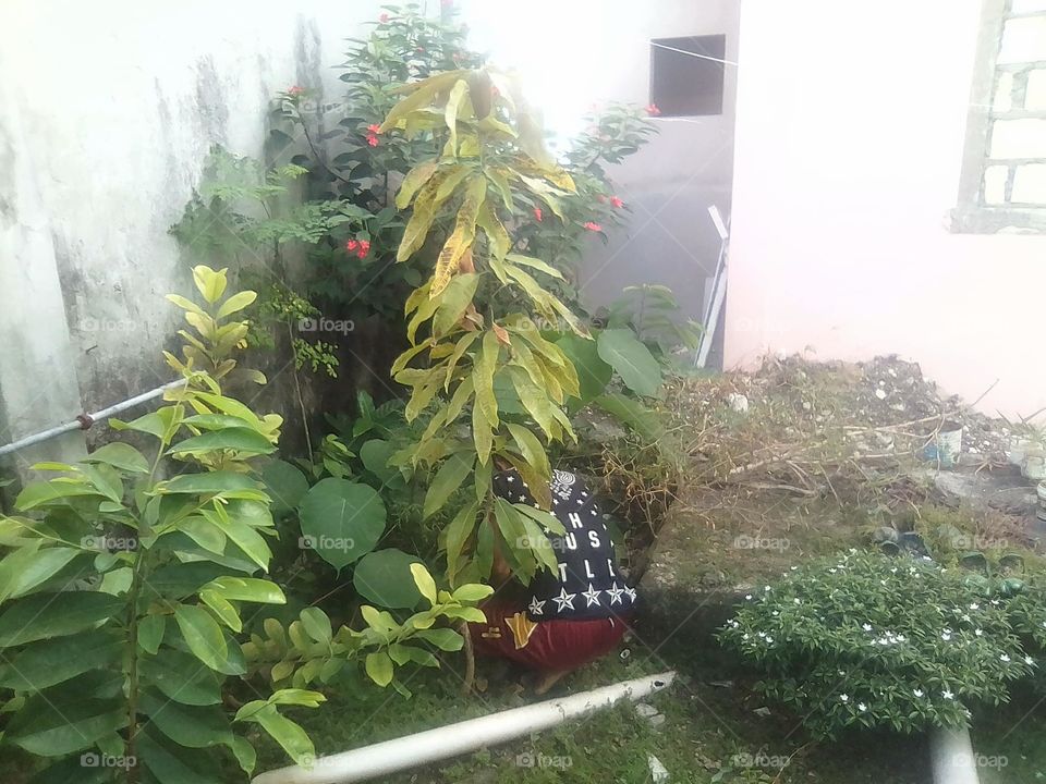 mango,  guyabano,  moringa,  flower plants